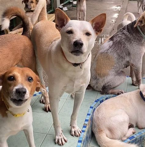 The Best 10 Animal Shelters near Pasay City, Manila, Metro.